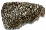 Fossil Woolly Mammoth Molar - Siberia #260003-3